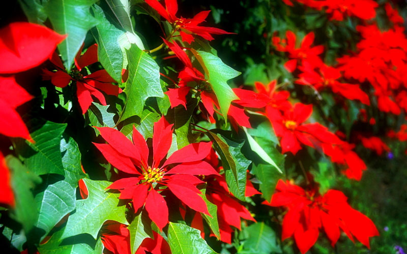 Ý nghĩa hoa trạng nguyên đem đến may mắn, thành công, đỗ đạt, danh tiếng.