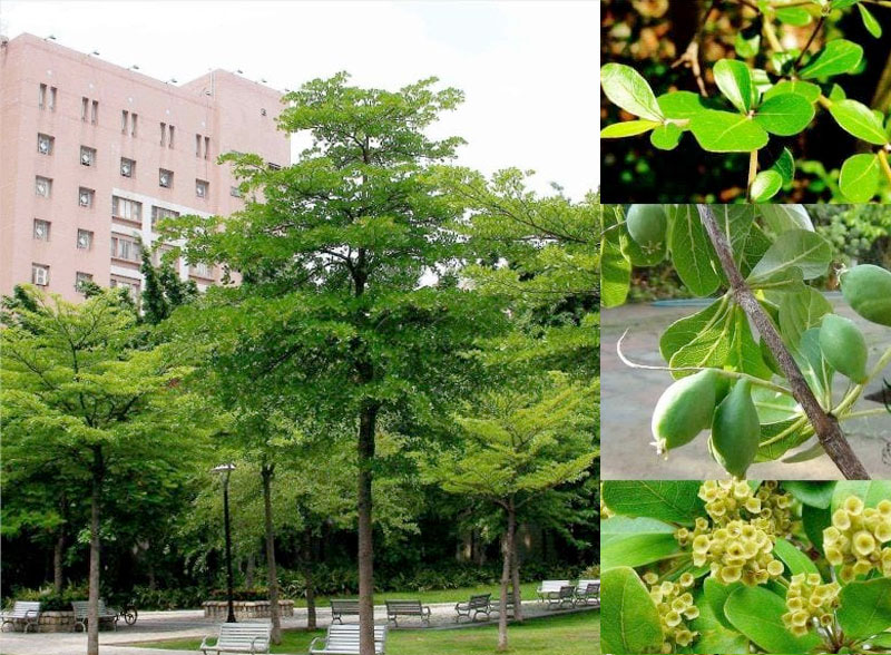 Một số đặc điểm nổi bật của cây bàng Đài loan