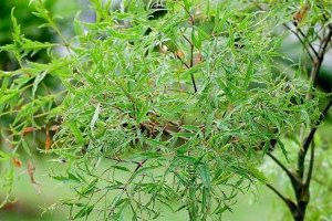 Cây Đinh lăng (Cây gỏi cá, Nam Dương sâm)