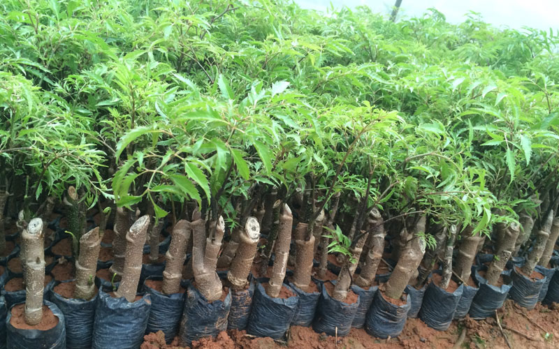 Cây đinh lăng giâm cành trong bầu đất