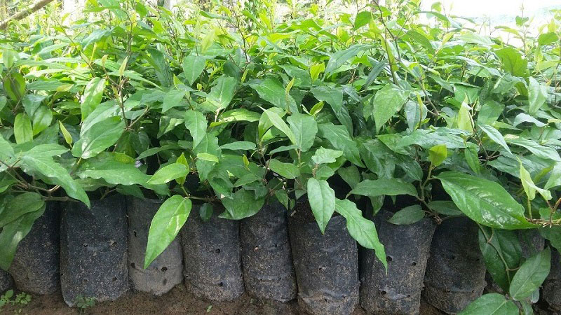 Cây giống tiêu lốt đạt chuẩn tại vườn ươm