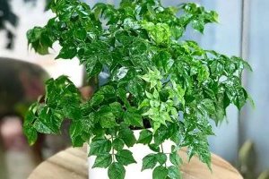 Cây Hạnh Phúc - Vật phẩm phong thủy mang lại hạnh phúc, thịnh vượng và tài lộc