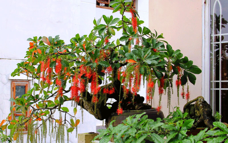 Cây Lộc vừng dáng thác đổ 