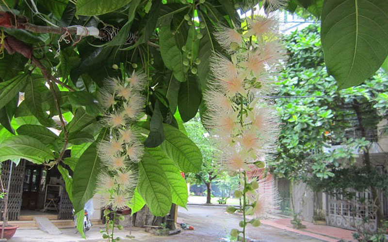 Cây Lộc vừng lá nhỏ hoa màu trắng