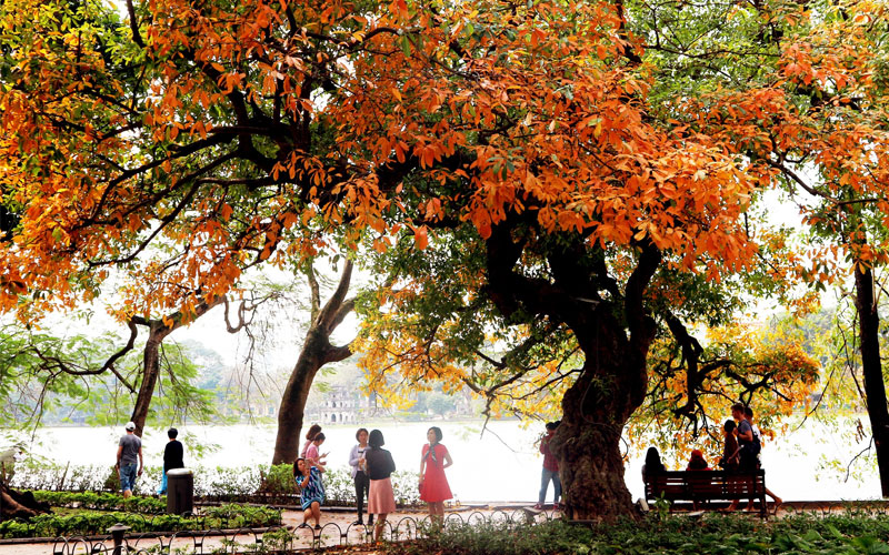 Hoa lộc vừng nổi tiếng Hà nội tới mùa thay lá