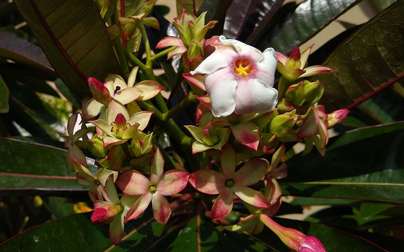 Cây Lộc vừng Thái Lan mới xuất hiện gần đây