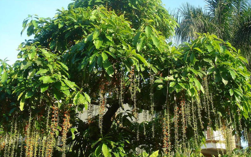 Lộc vừng thuộc giống cây thân gỗ