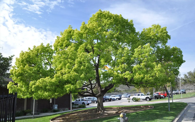 Cây long não có tên gọi khác là Dã hương