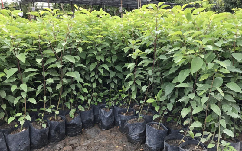 Cây long não giống tại vườn ươm