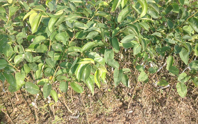 Cây mắc cọp giống tại vườn ươm