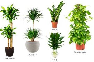 Cây Phát Tài - Biểu tượng của sự giàu có và thịnh vượng