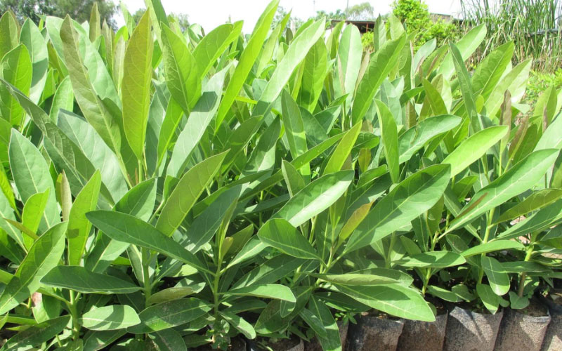 Cây Phong linh giống tại vườn ươm