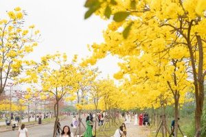 Cây Phong linh - Cây hoa chuông vàng và ý nghĩa thật sự ít ai biết