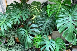 Cây Trầu bà Nam Mỹ lá xẻ (Monstera)