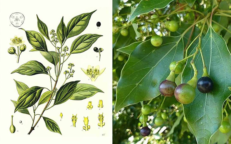 Hoa của cây long não là hoa lưỡng tính