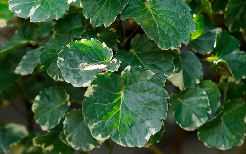 Đinh lăng đồng tiền(Đinh lăng lá tròn Polyscias balfouriana)