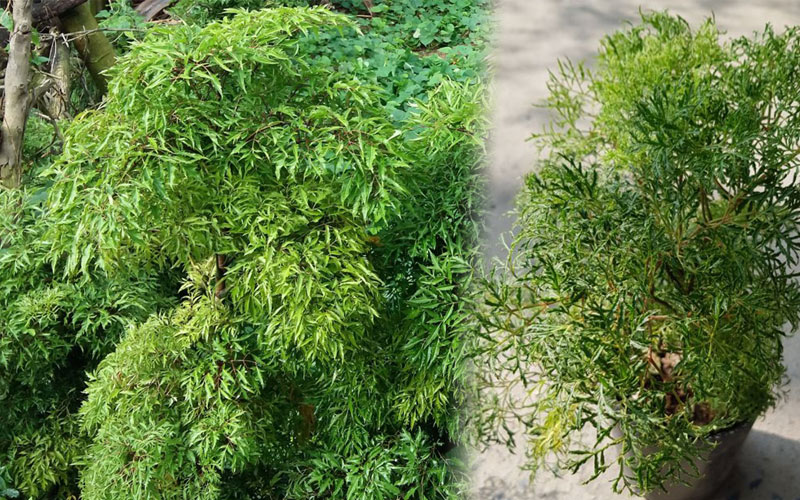 Đinh lăng lá nhỏ