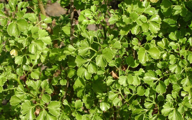 Đinh lăng lá răng