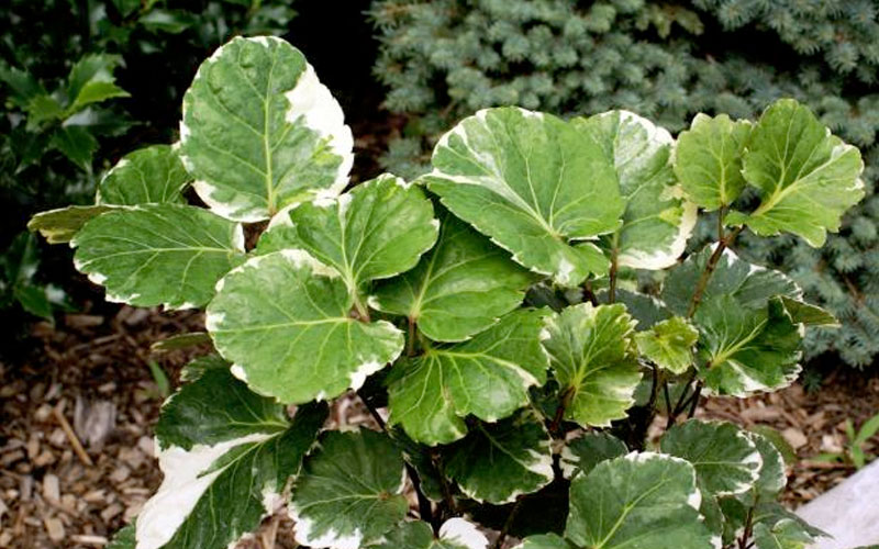 Đinh lăng lá tròn cẩm thạch