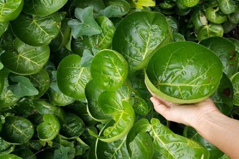 Đinh lăng lá tròn Thái Lan còn gọi là Đinh lăng lá chén