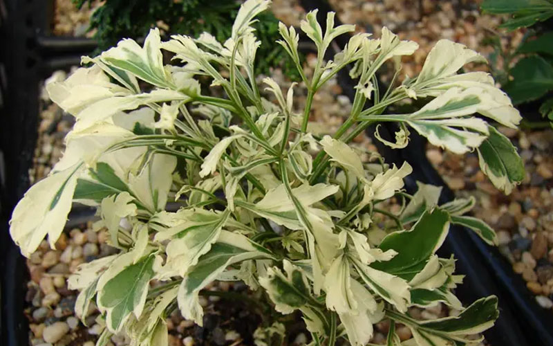 Đinh lăng lá vằn