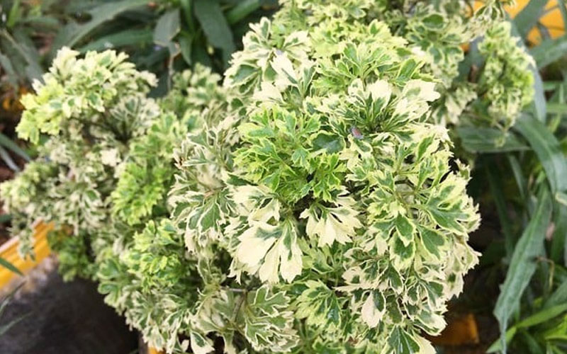 Đinh lăng lá mép bạc