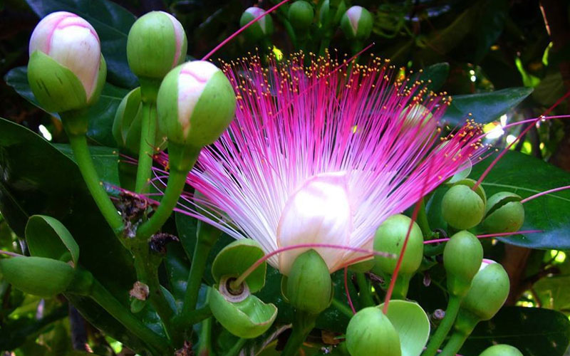 Lộc vừng lá lớn hay còn gọi là cây chiếc