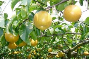 Cây mắc cọp - Đặc sản Lê nâu núi rừng vùng cao Tây Bắc