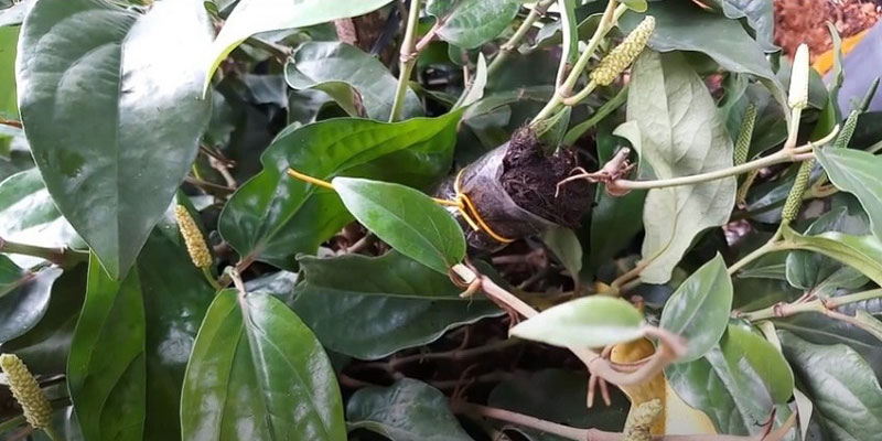 Tiêu lốt được nhân giống bằng cách chiết cành