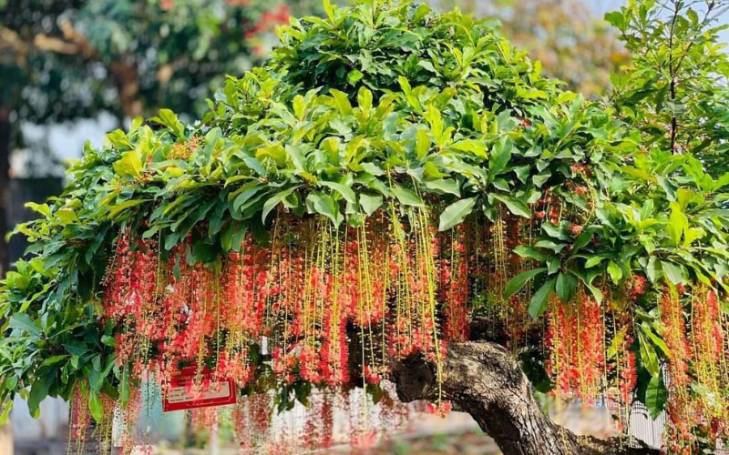 Trồng cây Lộc vừng ở nơi nhiều ánh sáng