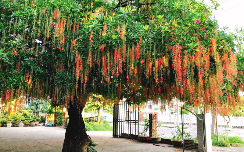 Trồng Lộc vừng trước nhà tạo cảnh quan