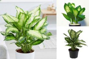 Cây Vạn niên thanh - Đặc điểm, phân loại, ý nghĩa và cách chăm sóc cây luôn tươi tốt