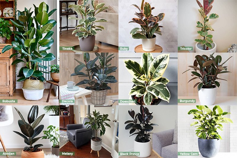 Có tới 11 loại giống đa búp đỏ