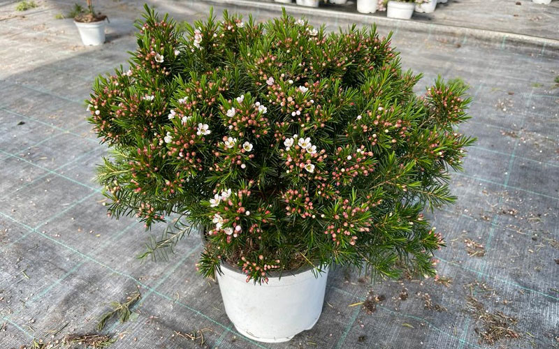 Bạn có thể trồng hoa thanh liễu trong chậu để thuận tiện chăm sóc