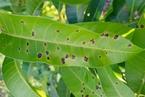 Dấu hiệu nhận biết và Cách phòng trừ bệnh Thán thư hiệu quả