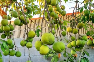 Cây bánh kem White Sapote nhập khẩu Mexico