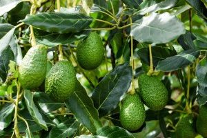 Cây Bơ - Đặc điểm, Phân loại, Ý nghĩa và Cách trồng