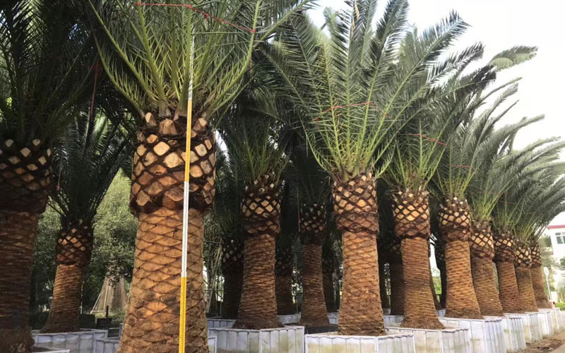 Chà là Canary khổng lồ tại vườn ươm