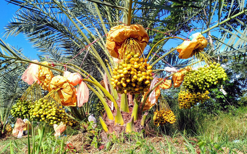 Giống cây Chà là Medjool được trồng ở Ninh Thuận
