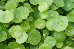 Cây cỏ Đồng tiền - Ý nghĩa và Vị trí đặt cây hợp phong thủy