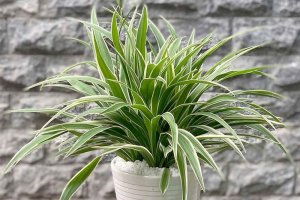 Cây cỏ Lan chi - Dây nhện - Lan móc