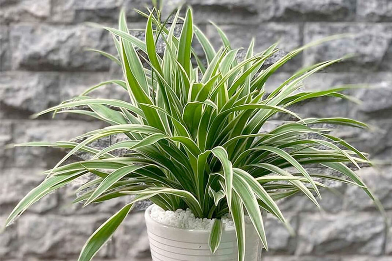 Lan chi có phần lá dài, xanh kết hợp sọc trắng bắt mắt