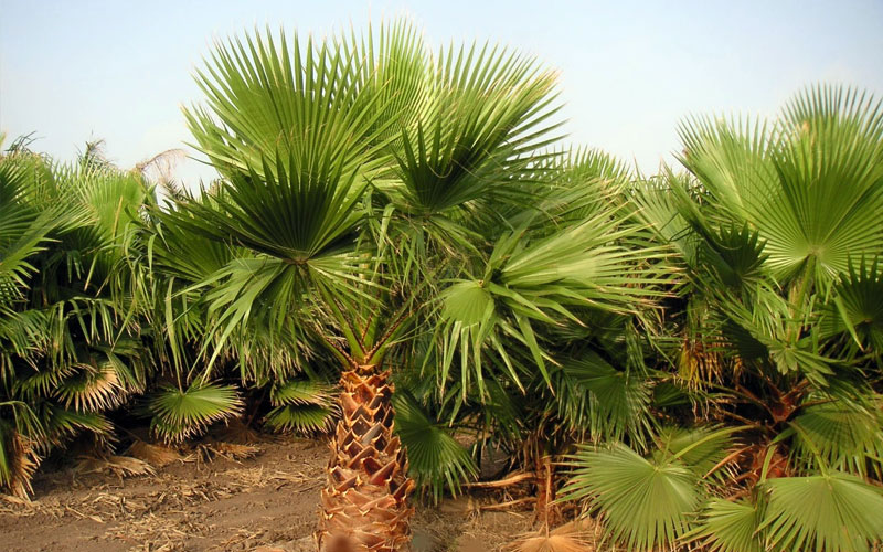 Cọ cảnh Mỹ có thể cao tới 30 mét