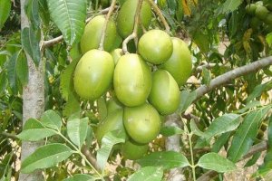 Cây Cóc và Những lợi ích Bất ngờ có thể bạn chưa biết