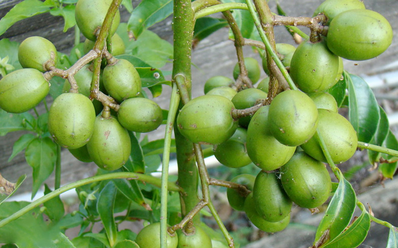 Quả cóc ta, cóc thường