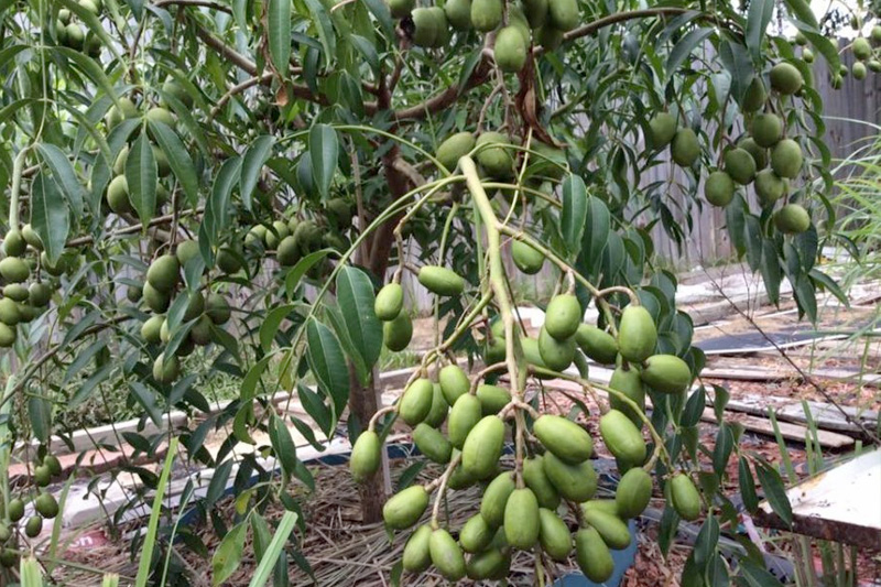 Cóc Thái quả nhỏ, mềm, hạt lép