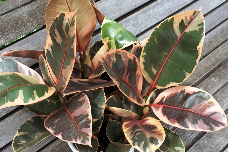 Cây đa búp đỏ cẩm thạch Ruby