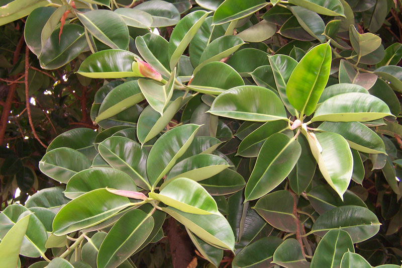 Cây đa búp đỏ Ficus Elastica robusta