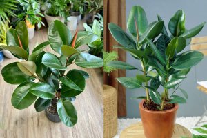 Cây đa búp đỏ - Ý nghĩa phong thủy, Tác dụng và Cách chăm sóc