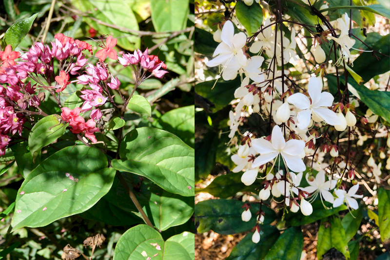 Dạ ngọc minh châu hợp với mệnh Kim